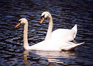 Swans